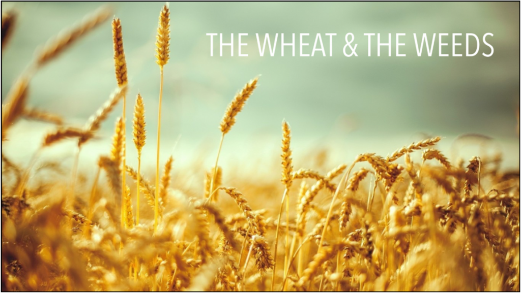The Wheat & the Weeds