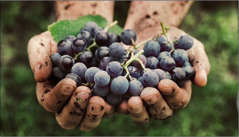 Parables of the Vineyard