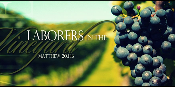 vineyard vineyard